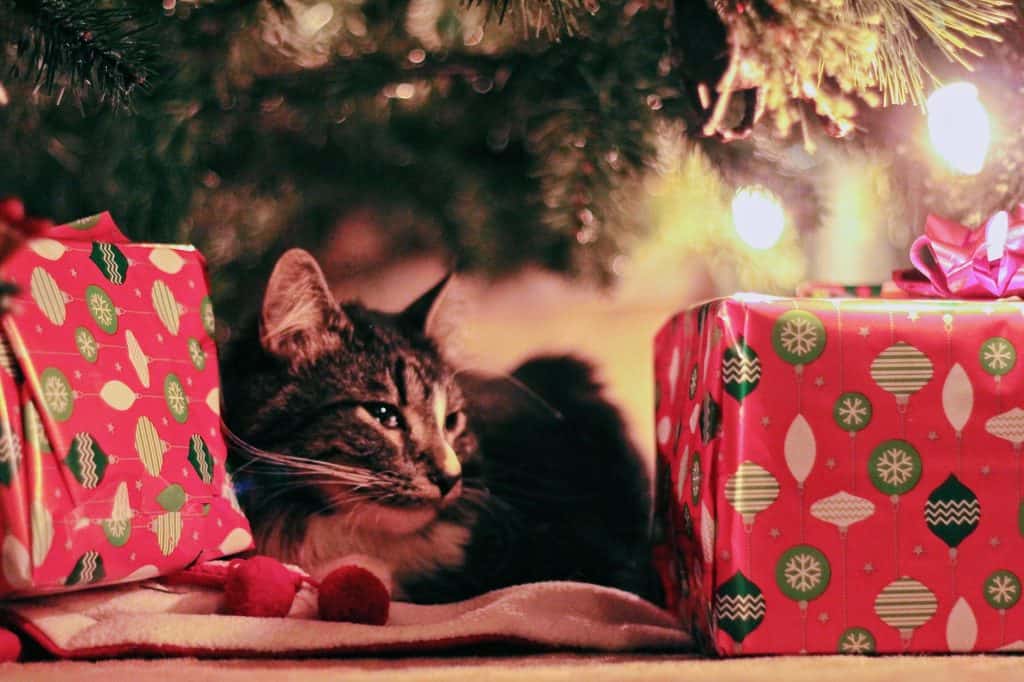 Christmas cat