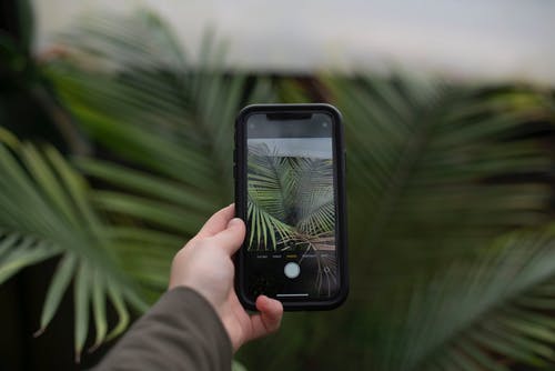 A person taking a picture on their phone of the plants. 